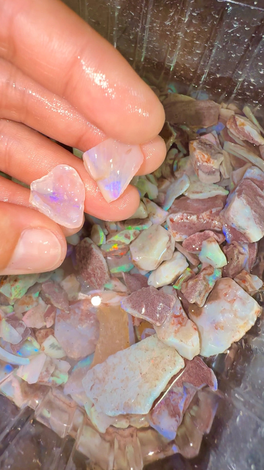 hands picking up two pieces of shell opals over top a container of natural Australia rough opals